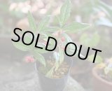 画像: チリメンヤブコウジ