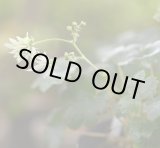 画像: 大文字草　萌