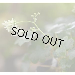 画像: 大文字草　萌