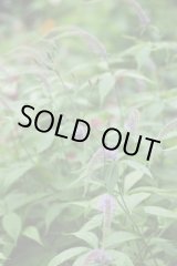 画像: クガイソウ　