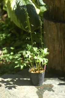 画像: 桃花吉野草