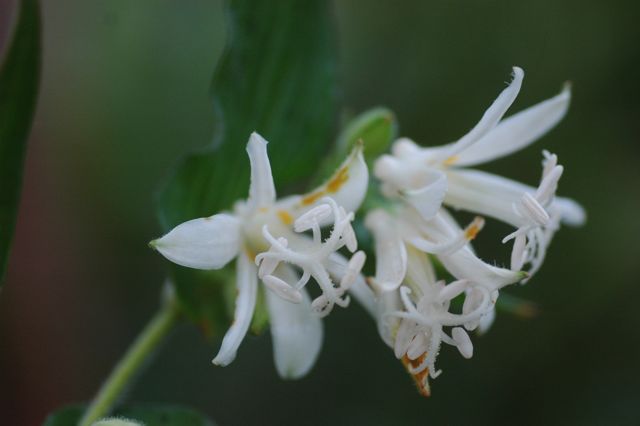 画像: 斑入り白花ホトトギス