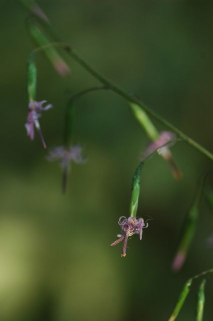 画像: 桃花吉野草