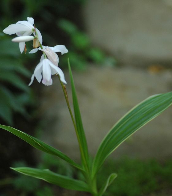 画像: 斑入り白花シラン