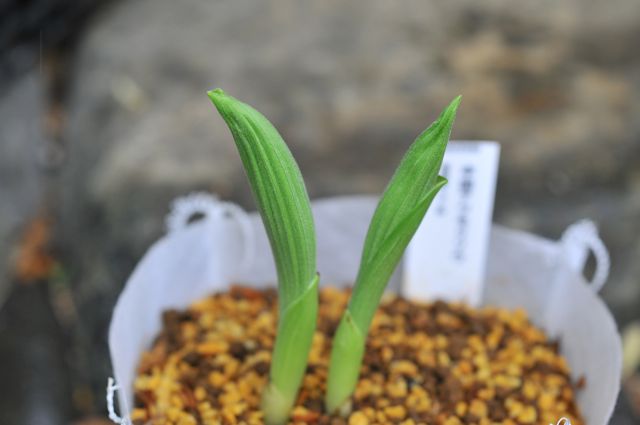 画像: 中国アツモリソウ 1芽　（色は白花か濃桃色、黄色などの中から）