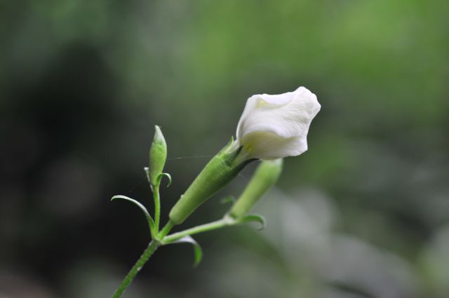 画像: 白花フシグロセンノウ