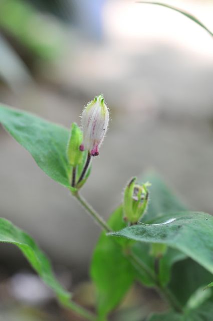 画像: 白花ホトトギス　初恋