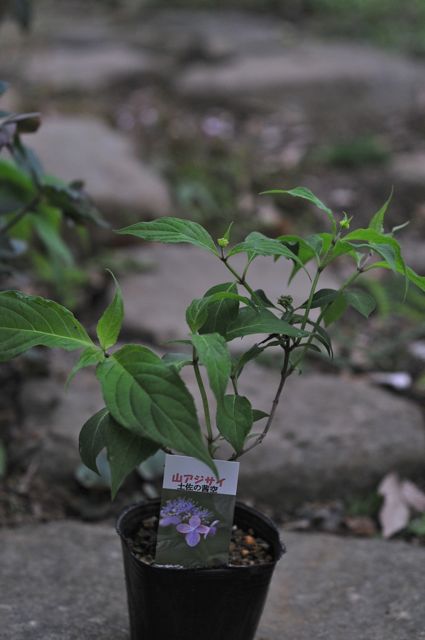 画像: ヤマアジサイ　土佐茜空