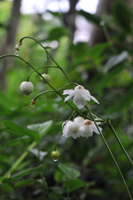 画像: 白花レンゲショウマ