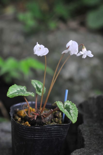 原種シクラメン ヘデリフォリウム 白花 - 咲季山草軒