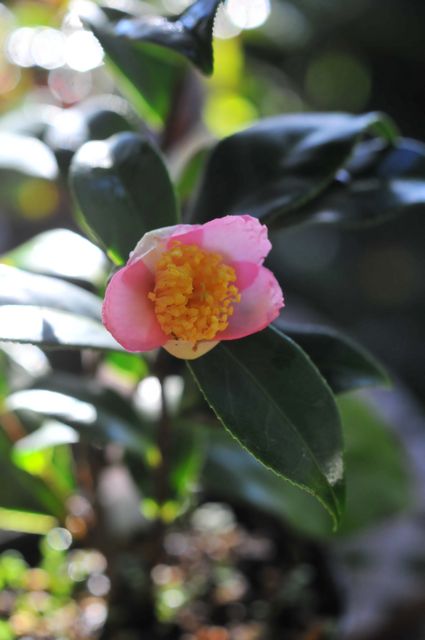 椿 炉開き 咲季山草軒