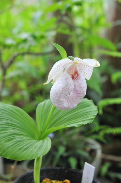 タイワンクマガイソウ ２芽 - 咲季山草軒