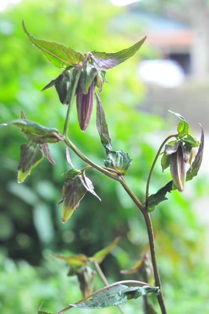 裏紅ヤマホタルブクロ 咲季山草軒