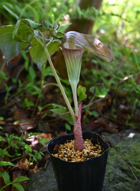 紀州産キシダテンナンショウ白黄斑入り山野草鉢植え 野生蘭 テンナンショウ - 鉢植え