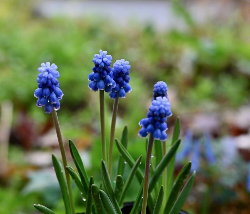 画像1: ムスカリ　ダークアイズ　4球 植え込み