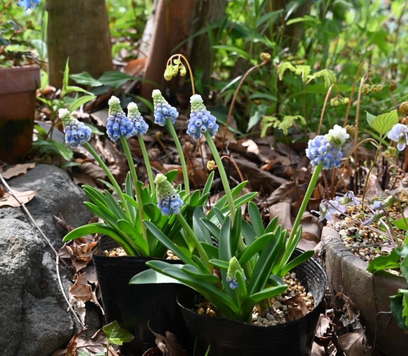 画像1: ムスカリ　マウンテンレディ 5球　 植え込み