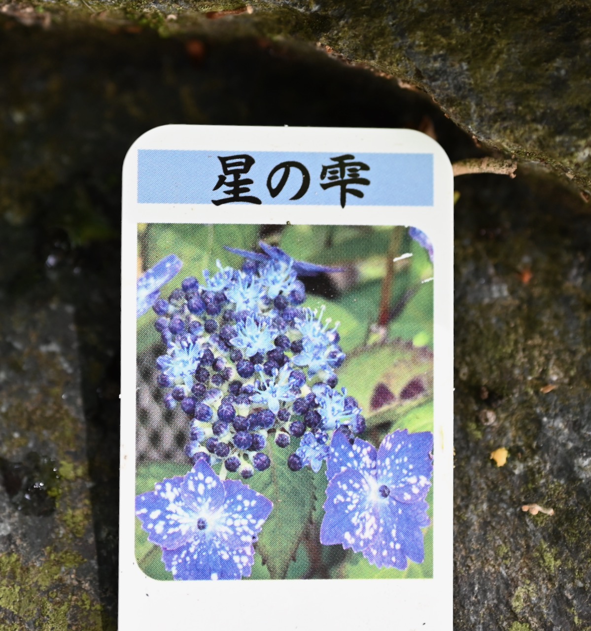 画像1: ヤマアジサイ　星の雫